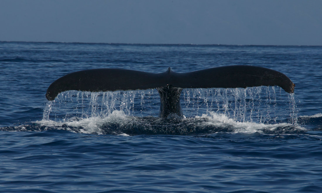 Humpback whale fluke in Seward, Alaska