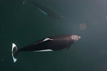 Orca underwater encounter in Seward, Alaska