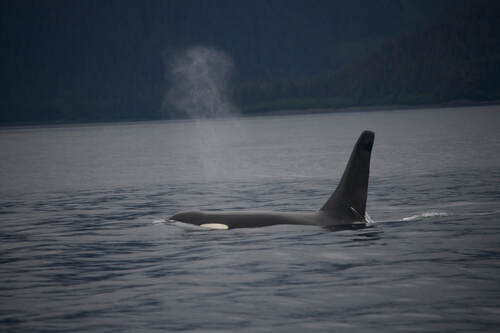 Orcas up-close in Seward, Alaska